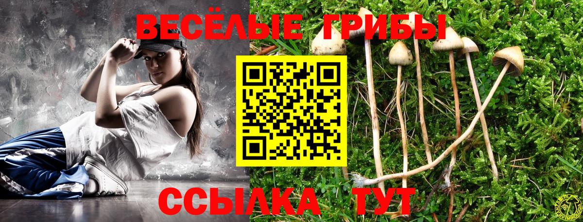 Кизляр  Псилоцибиновые грибы прущие грибы  Вход с VPN  Псилоцибиновые грибы Psilocybe 